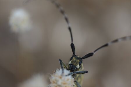 A wild Agapanthia cynarae - Longhorn Beetleの写真素材