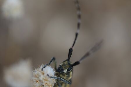 A wild Agapanthia cynarae - Longhorn Beetleの写真素材