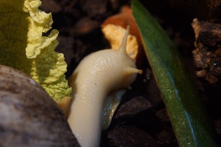 A Large Giant Ghana Snail - Achatina achatinaの写真素材