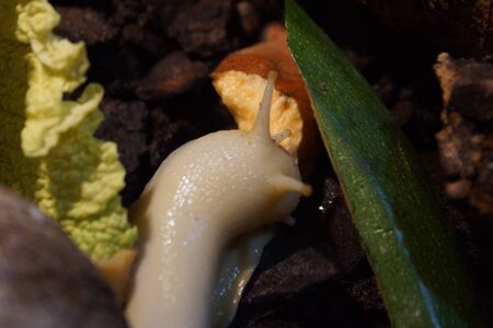 A Large Giant Ghana Snail - Achatina achatinaの写真素材