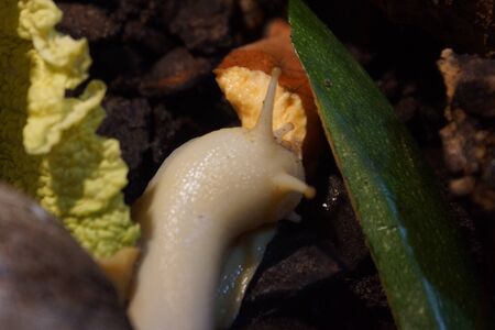 A Large Giant Ghana Snail - Achatina achatinaの写真素材