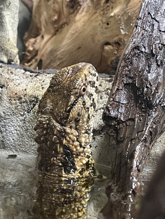 A close-up of a A close-up of a Chinese Crocodile Lizard - Shinisaurus crocodilurus submerged in waterの写真素材