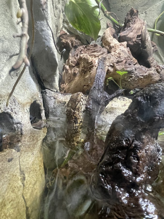 A close-up of a A close-up of a Chinese Crocodile Lizard - Shinisaurus crocodilurus submerged in waterの写真素材
