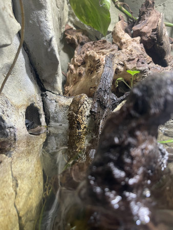 A close-up of a A close-up of a Chinese Crocodile Lizard - Shinisaurus crocodilurus submerged in waterの写真素材