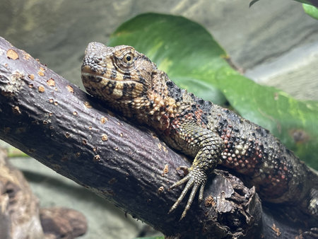 A close-up of a Chinese Crocodile Lizard - Shinisaurus crocodilurus on a tree branchの写真素材