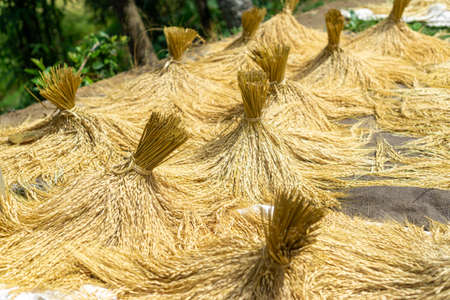 drying the newly harvested rice and grain