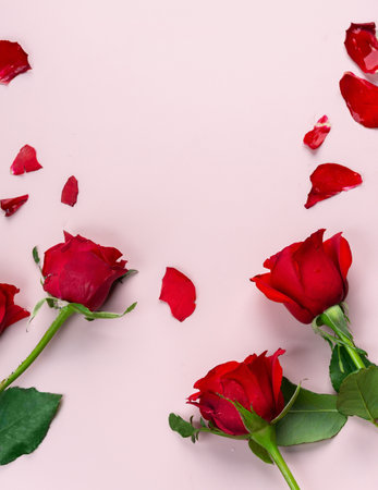 Fresh Red Roses isolated pink background. Valentine's day concept. Love theme. Copy space.の写真素材