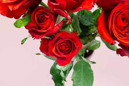 Fresh Red Roses isolated pink background. Valentine's day concept. Love theme. Copy space.