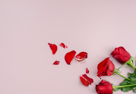 Fresh Red Roses isolated pink background. Valentine's day concept. Love theme. Copy space.の写真素材