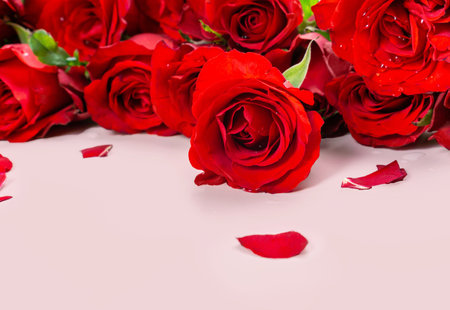 Fresh Red Roses isolated pink background. Valentine's day concept. Love theme. Copy space.の写真素材