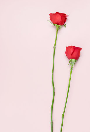 Fresh Red Roses isolated pink background. Valentine's day concept. Love theme. Copy space.の写真素材