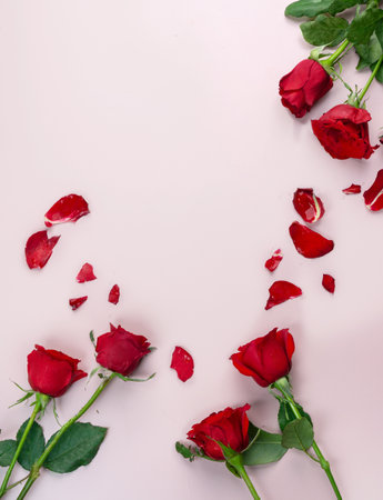 Fresh Red Roses isolated pink background. Valentine's day concept. Love theme. Copy space.の写真素材