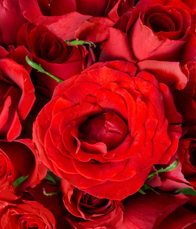 Fresh Red Roses isolated pink background. Valentine's day concept. Love theme. Copy space.の写真素材