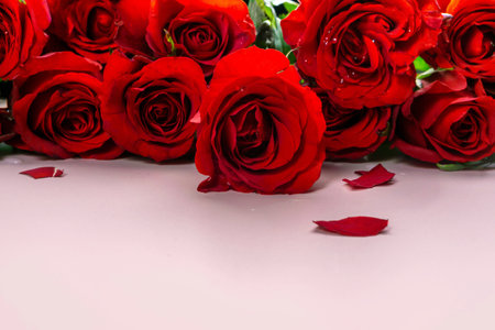 Fresh Red Roses isolated pink background. Valentine's day concept. Love theme. Copy space.の写真素材