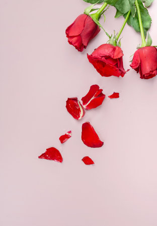 Fresh Red Roses isolated pink background. Valentine's day concept. Love theme. Copy space.の写真素材