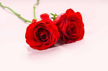 Fresh Red Roses isolated pink background. Valentine's day concept. Love theme. Copy space.の写真素材