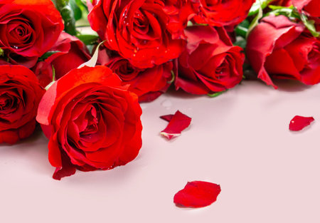 Fresh Red Roses isolated pink background. Valentine's day concept. Love theme. Copy space.の写真素材