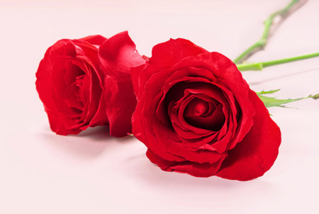 Fresh Red Roses isolated pink background. Valentine's day concept. Love theme. Copy space.の写真素材