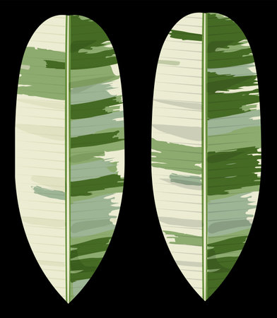 Banana a spotted leaves hand drawnのイラスト素材