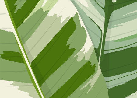 Banana a spotted leaves hand drawnのイラスト素材