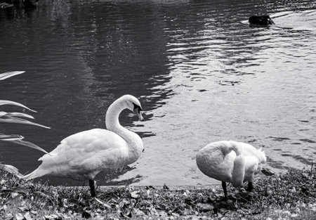 White swan resting by the big pond in black and white tones.
