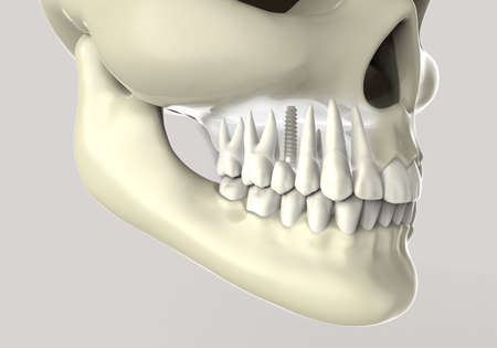 3D rendering human skull