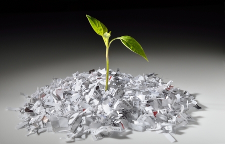 Plant growing from recycled shredded paperの写真素材