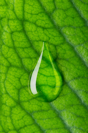 Water drop on the fresh green leafの写真素材