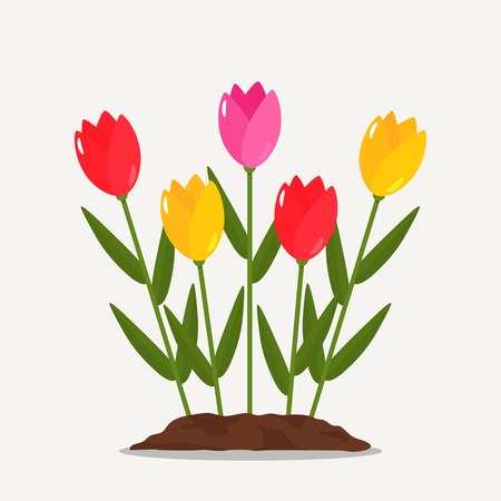 Red and yellow tulips on a flower bed with earth. flat vector illustration isolated.The concept of garden and gardening. A beautiful bouquet for Mother's Day or St. Valentine's Dayのイラスト素材