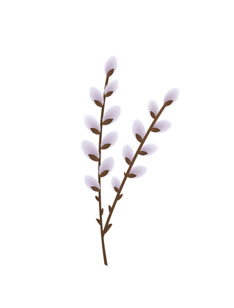 blossoming pussy willow branches on white background. vector illustrationのイラスト素材