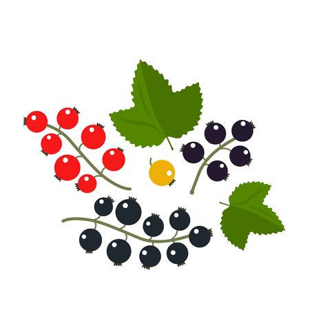 set of branches of black and red currants with leaves isolated on a white background. vector illustrationのイラスト素材