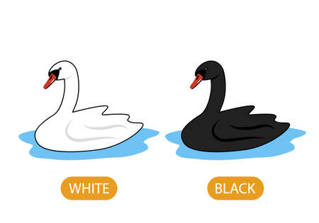 White and black swans. the concept of teaching children the opposite adjective and the colors White and Black. vector illustration isolated on white backgroundのイラスト素材