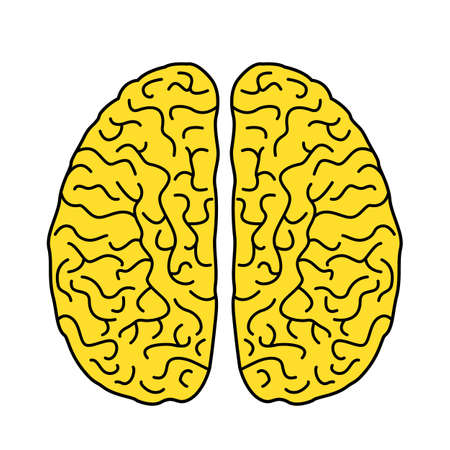 two hemispheres of the human brain in a linear style. flat icon of the brain. vector illustration isolated on white backgroundのイラスト素材