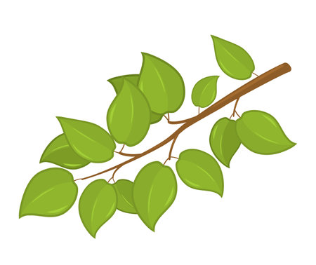 branch with green leaves. garden concept. vector illustration isolated on white backgroundのイラスト素材
