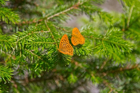 Beautiful orange butterfly on a branch of spruceの写真素材