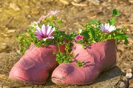 Old painted cracked rubber shoes as a flower pot on wooden chock. Warm sunny dayの写真素材