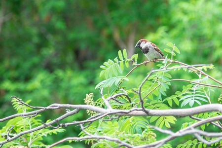 Natural background. Sparrow sitting on a branch of rowanの写真素材