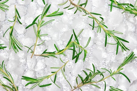 Rosemary sprigs on ice cubes. Cold pattern of fresh herbs, top viewの写真素材
