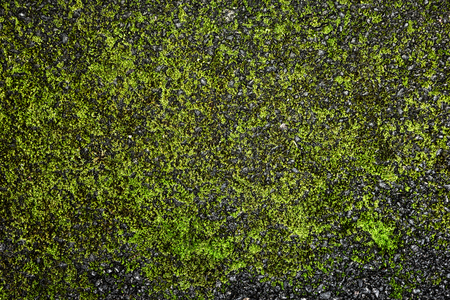 Black asphalt surface with green moss. Dark backgroundの写真素材