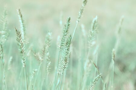 Natural background in pastel colors. Grass ears on the field. Nature outdoors vintage wallpapersの写真素材