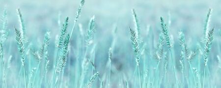 Wide panoramic natural background in pastel colors. Wild grass field panorama. Nature outdoors widescreen wallpapersの写真素材
