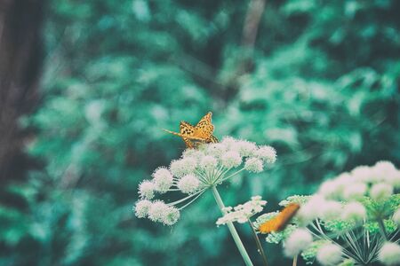 Natural nostalgic background in retro style. Beautiful orange butterflies on umbellate flowers. Nature summer outdoors vintage wallpapers with copy spaceの写真素材