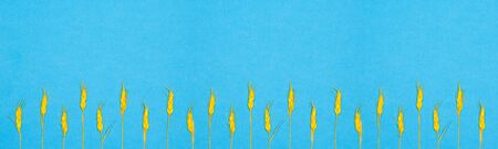 Wide panoramic blue background with yellow wheat ears. Bright creative widescreen backdrop. Copy spaceの写真素材