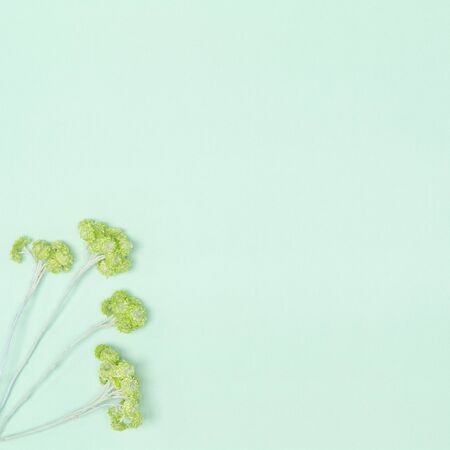 Lime green flowers on mint background with copy space. Vintage pastel colored minimalistic concept