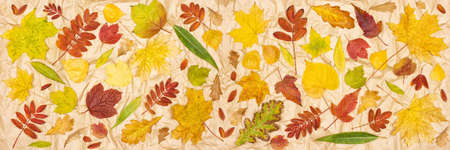 Autumn leaves on kraft paper. Top view, flat lay. Colorful tree fallen leaf pattern. Fall season...
