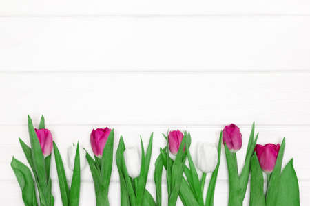 Tulip flowers on white painted wooden boards. Copy space. Abstract floral spring backgroundの写真素材