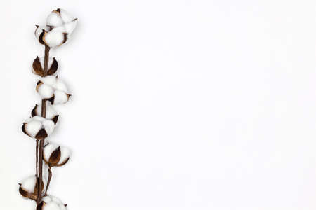 Cotton sprig with white cotton flowers on white background. Copy space. Cozy minimal composition