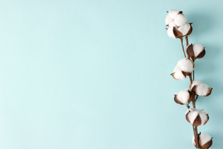 Cotton sprig with white cotton flowers on pastel blue background. copy spaceの写真素材