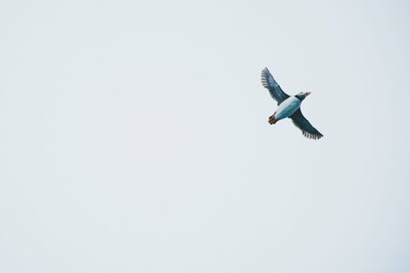 Puffin in the sky over Islandの写真素材