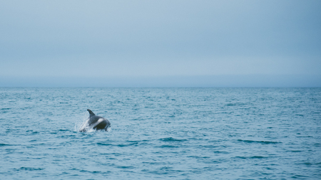 Marine life background - jumping dolphins in oceanの写真素材